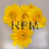 yellow chrysanthemum cushion